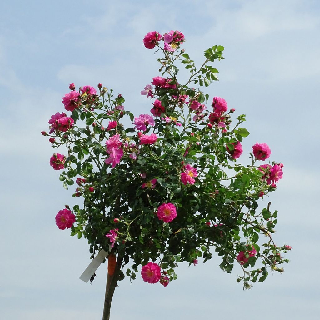 Rosier tige pleureur Magic Meillandecor Meibonrib