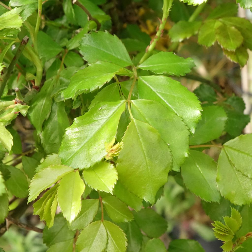 Rosa Flower Carpet Sunshine  - Stamroos