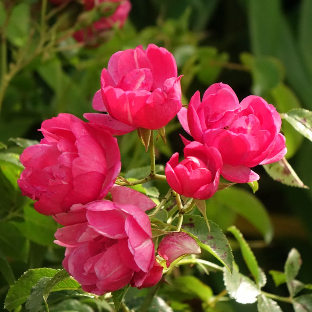 Rosa Flower Carpet Heidetraum - Stamroos