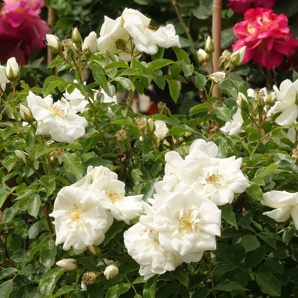 Rosa White Flower Carpet - Stamroos