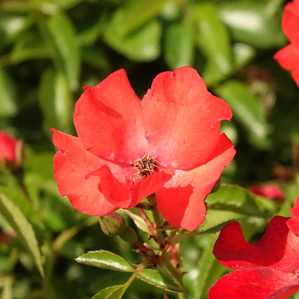 Rosa Isalia - Stamroos