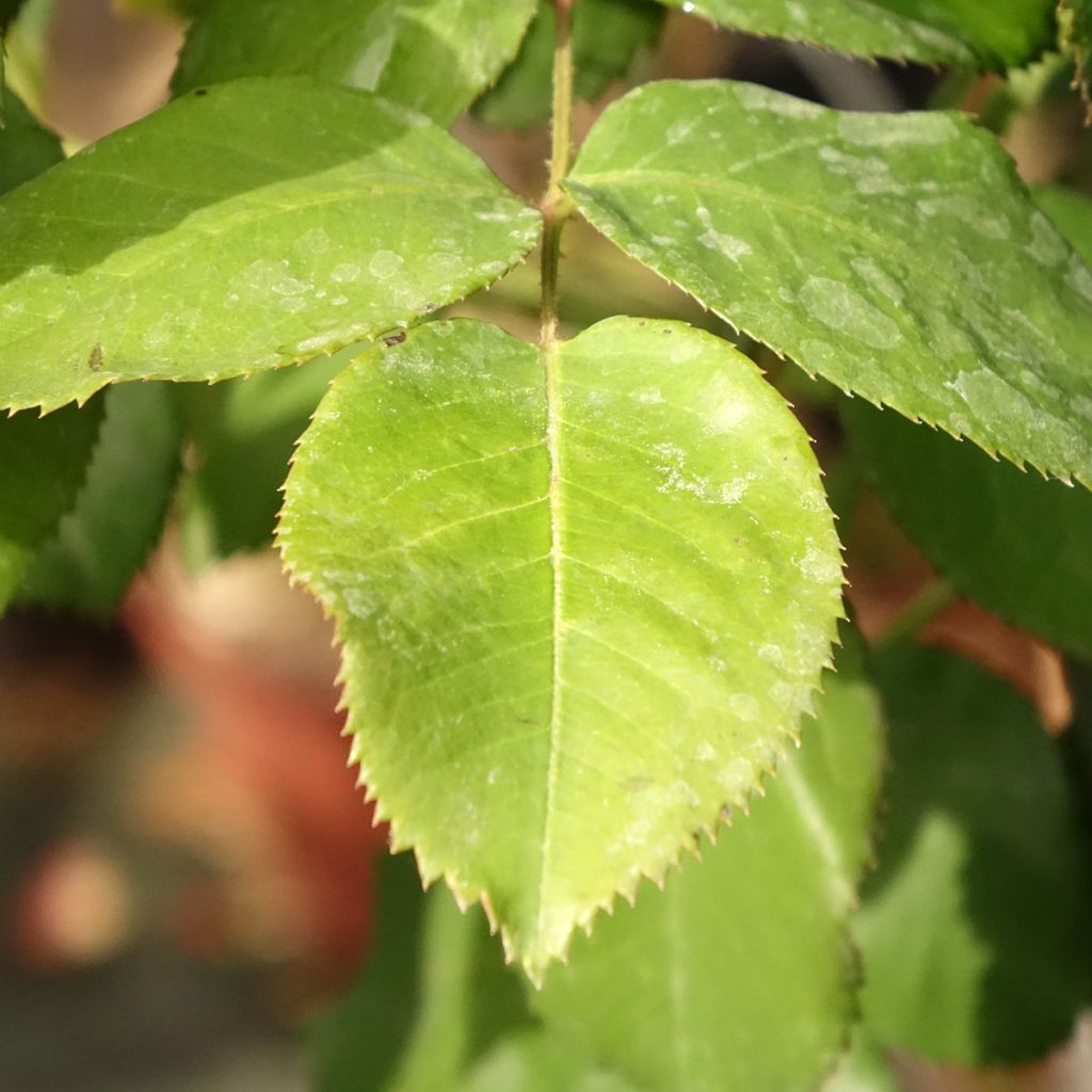 Rosa Dominica - Stamroos