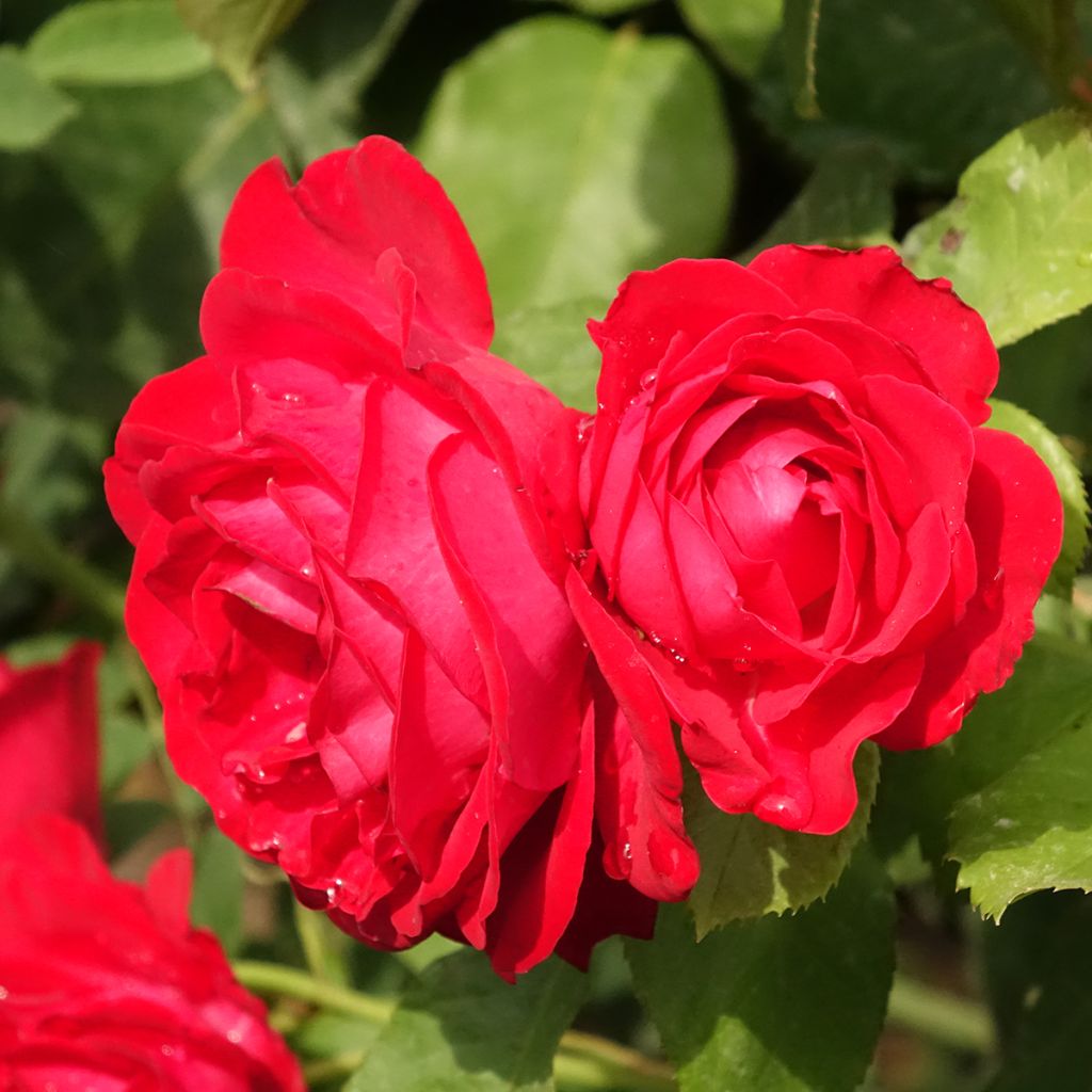 Rosa Dominica - Stamroos