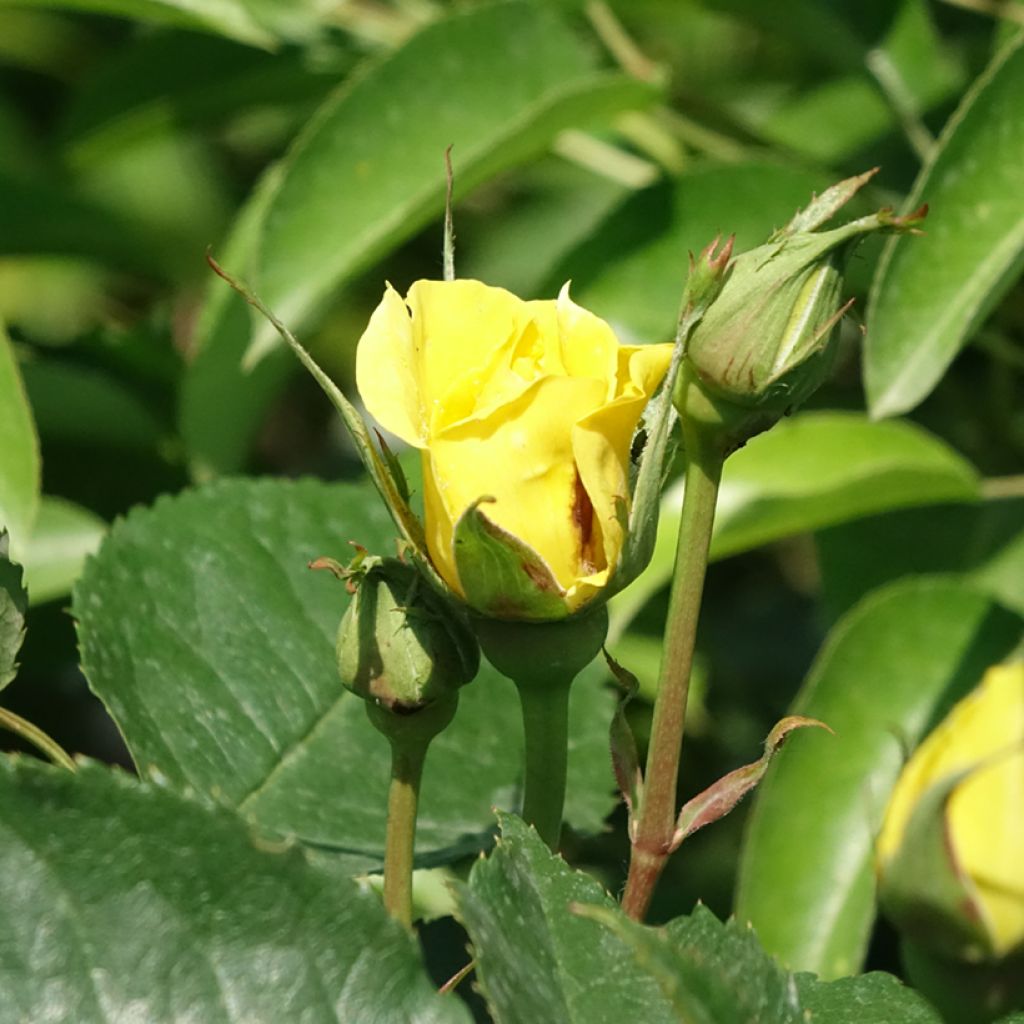 Rosa Friesia - Stamroos