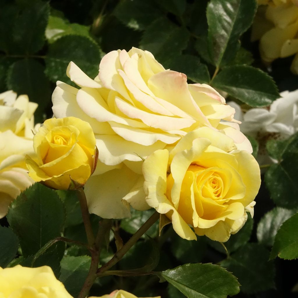 Rosa Sunmaid - Trosroos