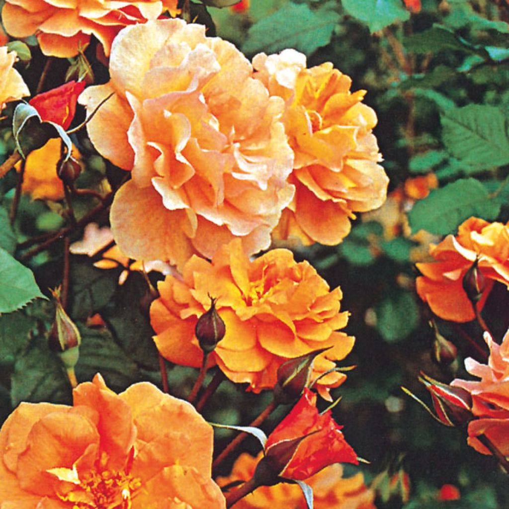 Rosa Westerland - Polyantharoos