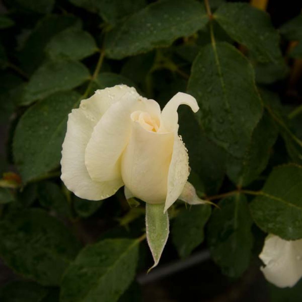 Rosier White Symphony