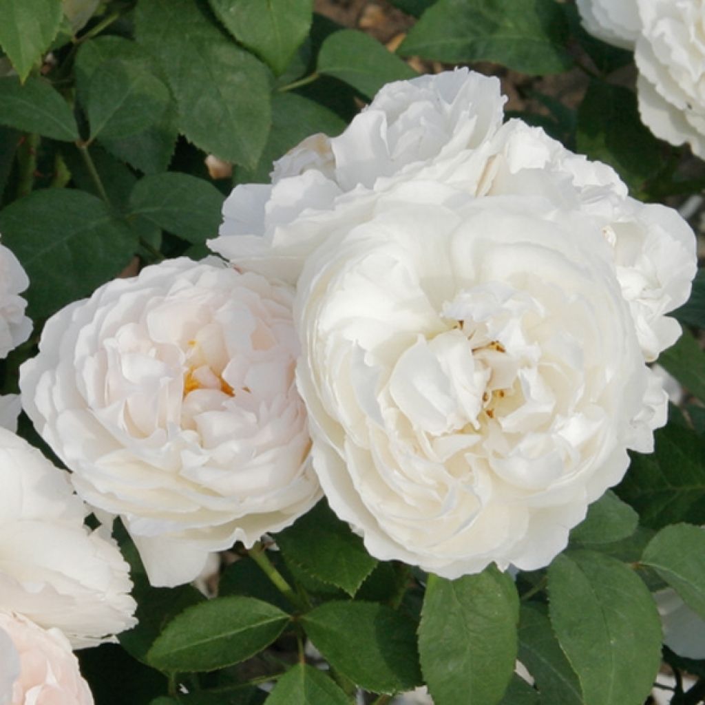 Rosa Winchester Cathedral - David Austinroos