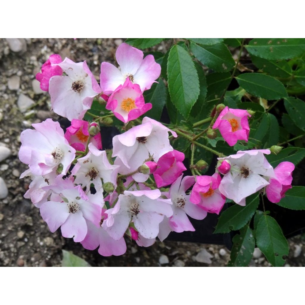 Rosa Ballerina - Muskusroos