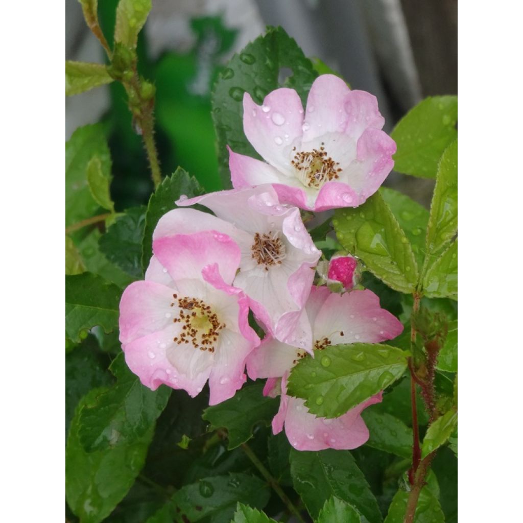 Rosa Ballerina - Muskusroos