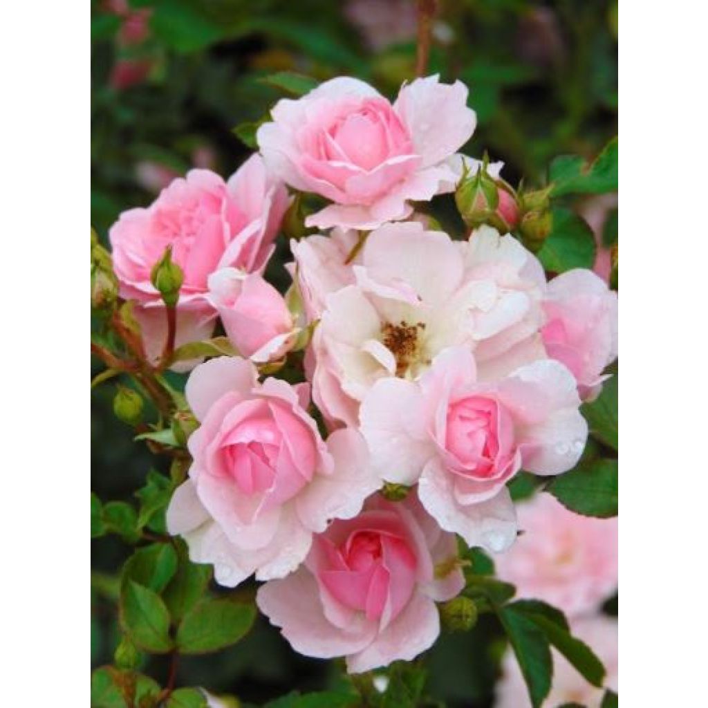 Rosa Bonica - Polyantharoos