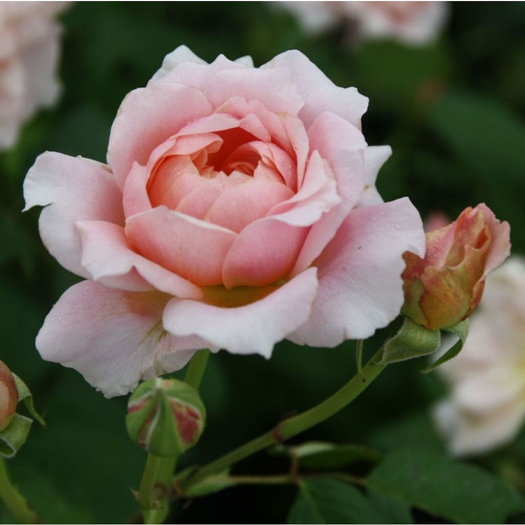 Rosa Generosa® Festival des Jardins de Chaumont - Struikroos