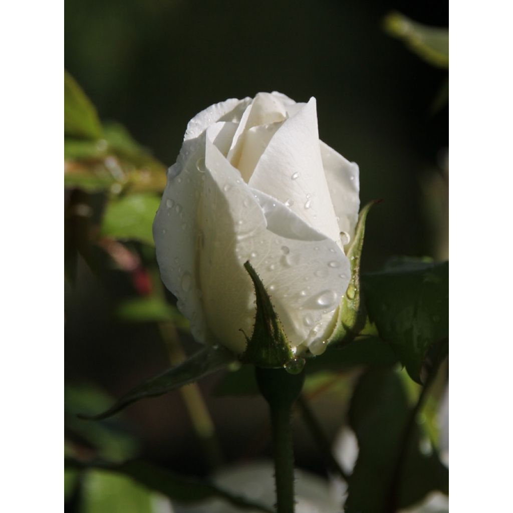 Rosa Iceberg - Trosroos
