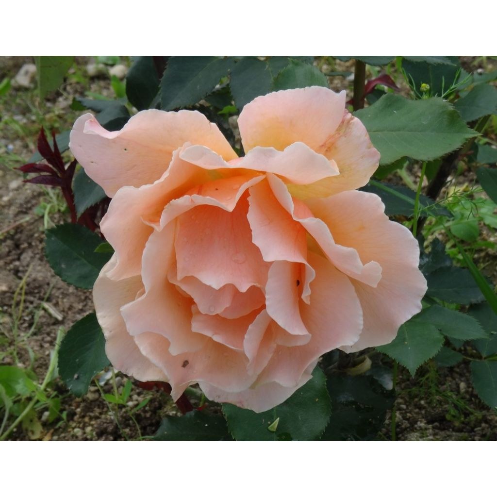 Rosa Just Joey - Grootbloemige roos