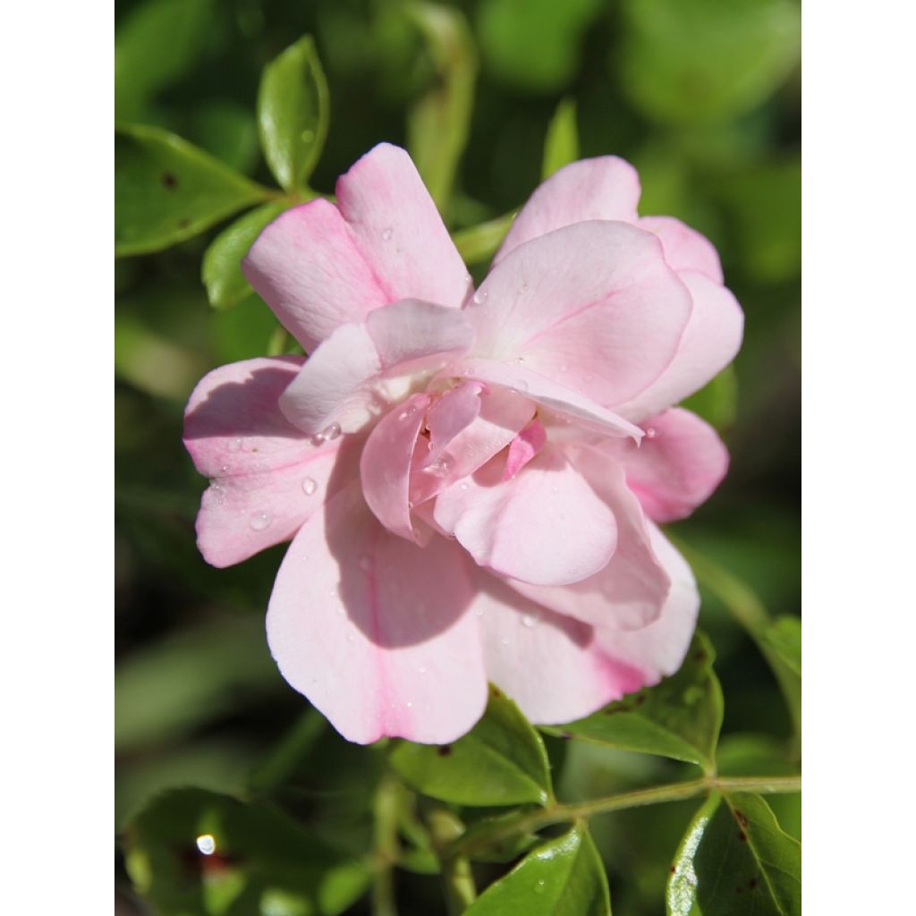 Rosa Mareva - Polyantharoos