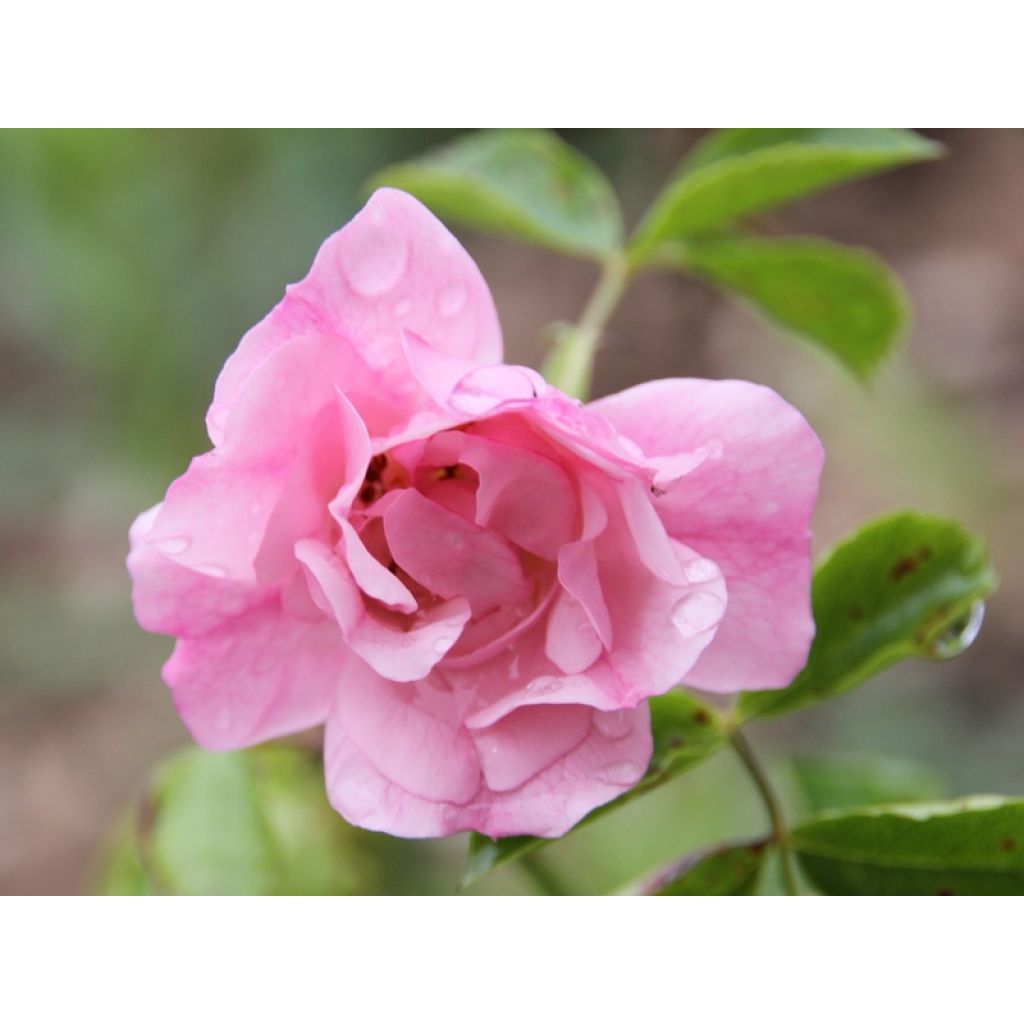 Rosa Mareva - Polyantharoos