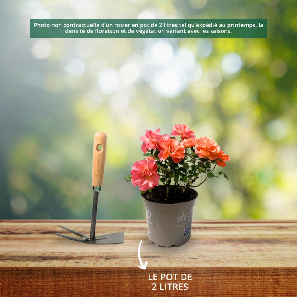 Rosa Friendly Pink - Polyantharoos