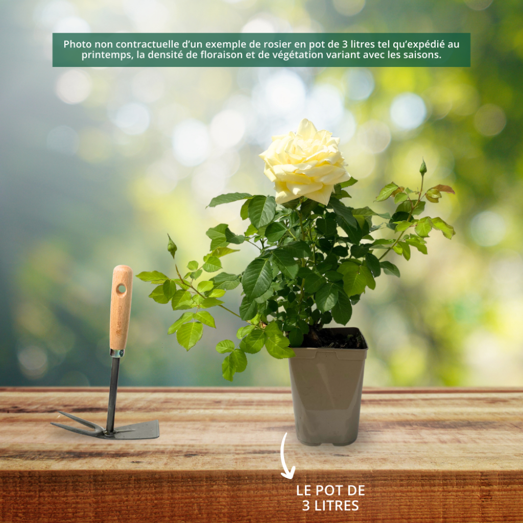 Rosa Rustica ® III - Trosroos