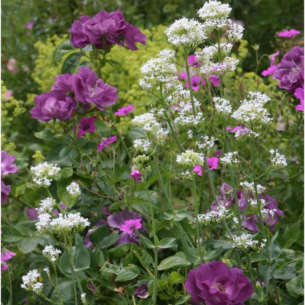 Rosa Rhapsody in Blue - Trosroos