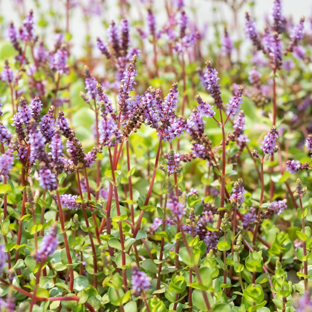Rotala rotundifolia Green - Rotala rondeblad