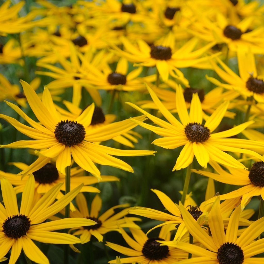 Rudbeckia fulgida Forever Gold - Zonnehoed