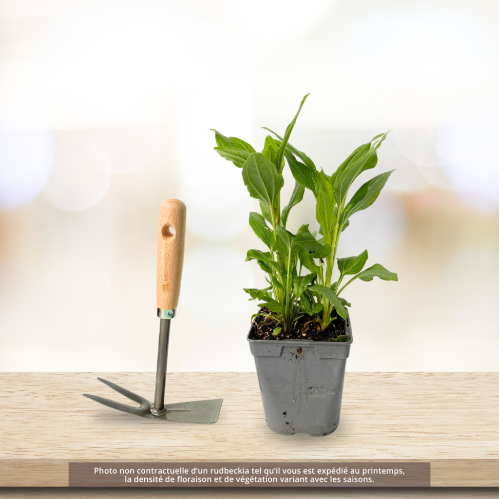 Echinacea purpurea Eccentric - Rode zonnehoed