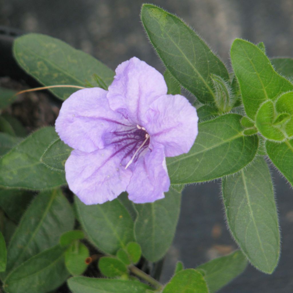 Ruellia humilis - Wilde petunia
