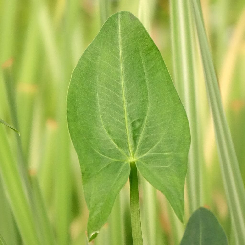 Sagittaria latifolia - Breedbladig pijlkruid