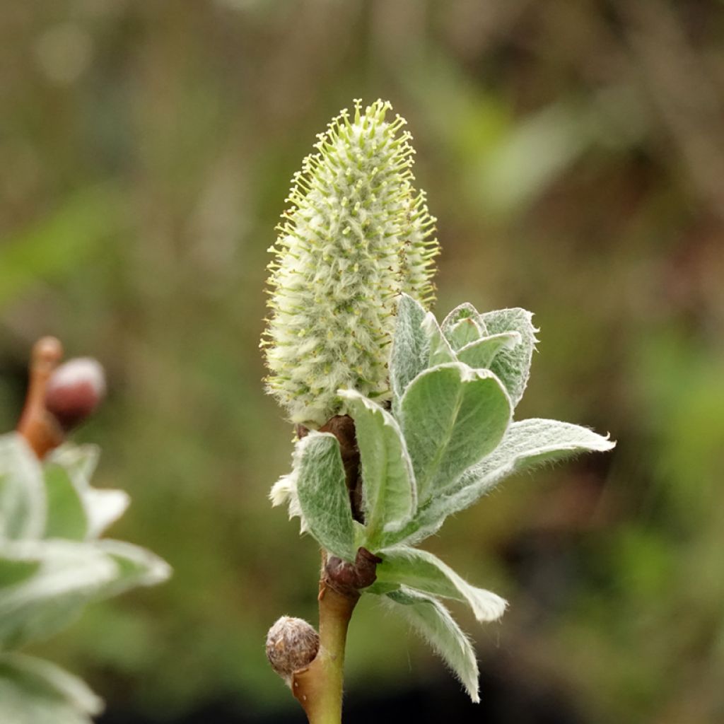 Salix lanata - Wollige wilg