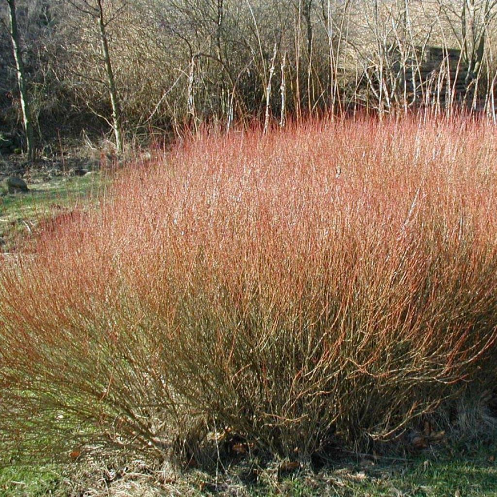 Salix purpurea - Bittere wilg