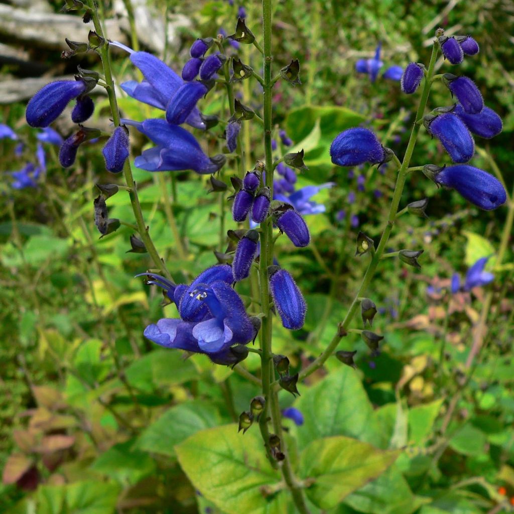 Salvia cacaliifolia - Salie
