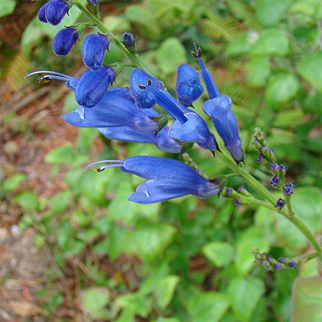 Salvia cacaliifolia - Salie