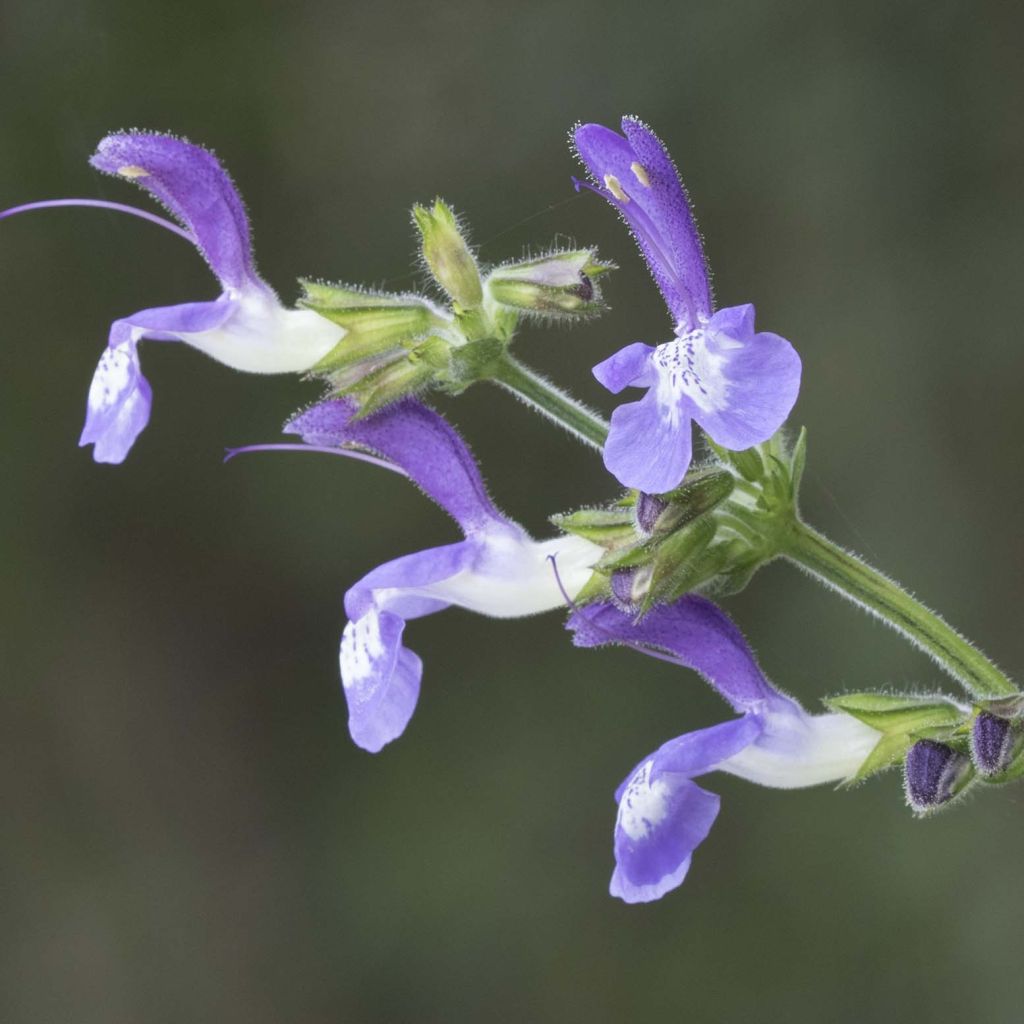 Salvia forsskaolei - Salie