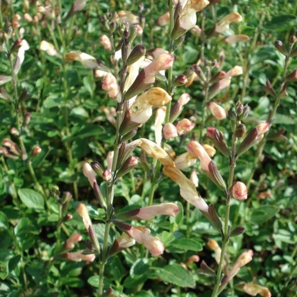 Salvia jamensis La Luna - Struiksalie