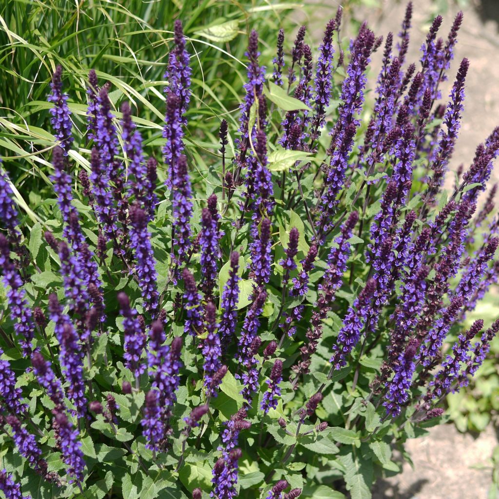 Salvia nemorosa Caradonna - Bossalie