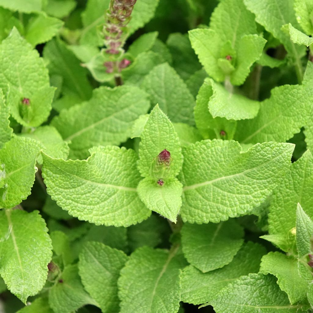 Salvia nemorosa Midnight Rose - Bossalie
