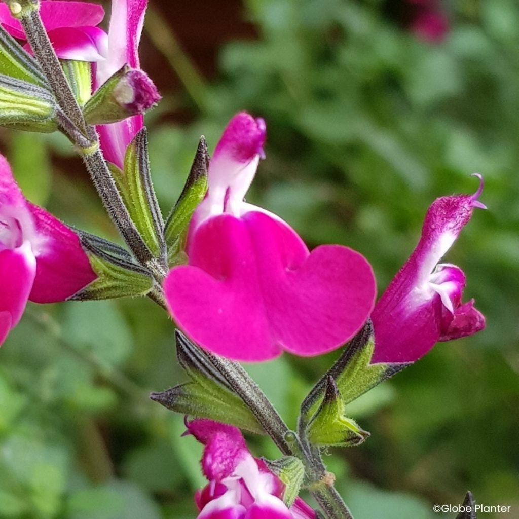 Salvia greggii Cherry Lips - Herfstsalie