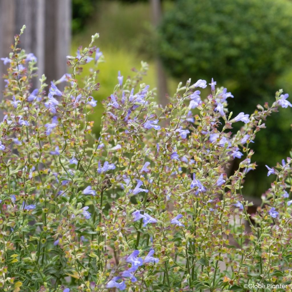 Salvia splendens Heat Hero Blue - Vuursalie