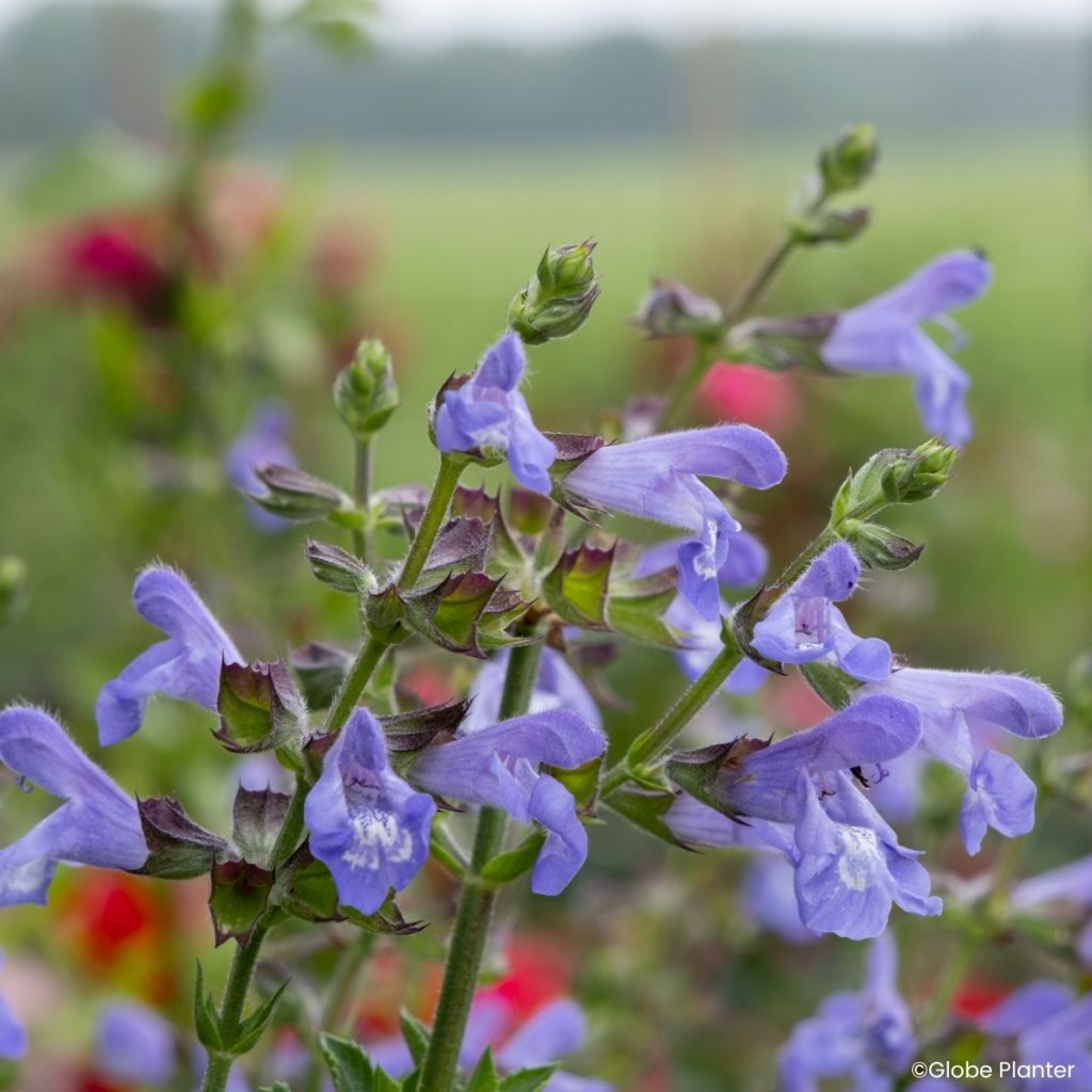 Salvia splendens Heat Hero Blue - Vuursalie