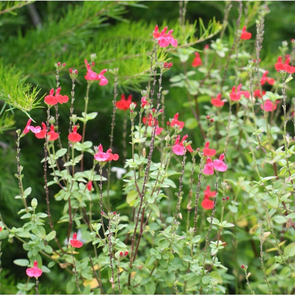 Salvia microphylla Royal Bumble - Struiksalie