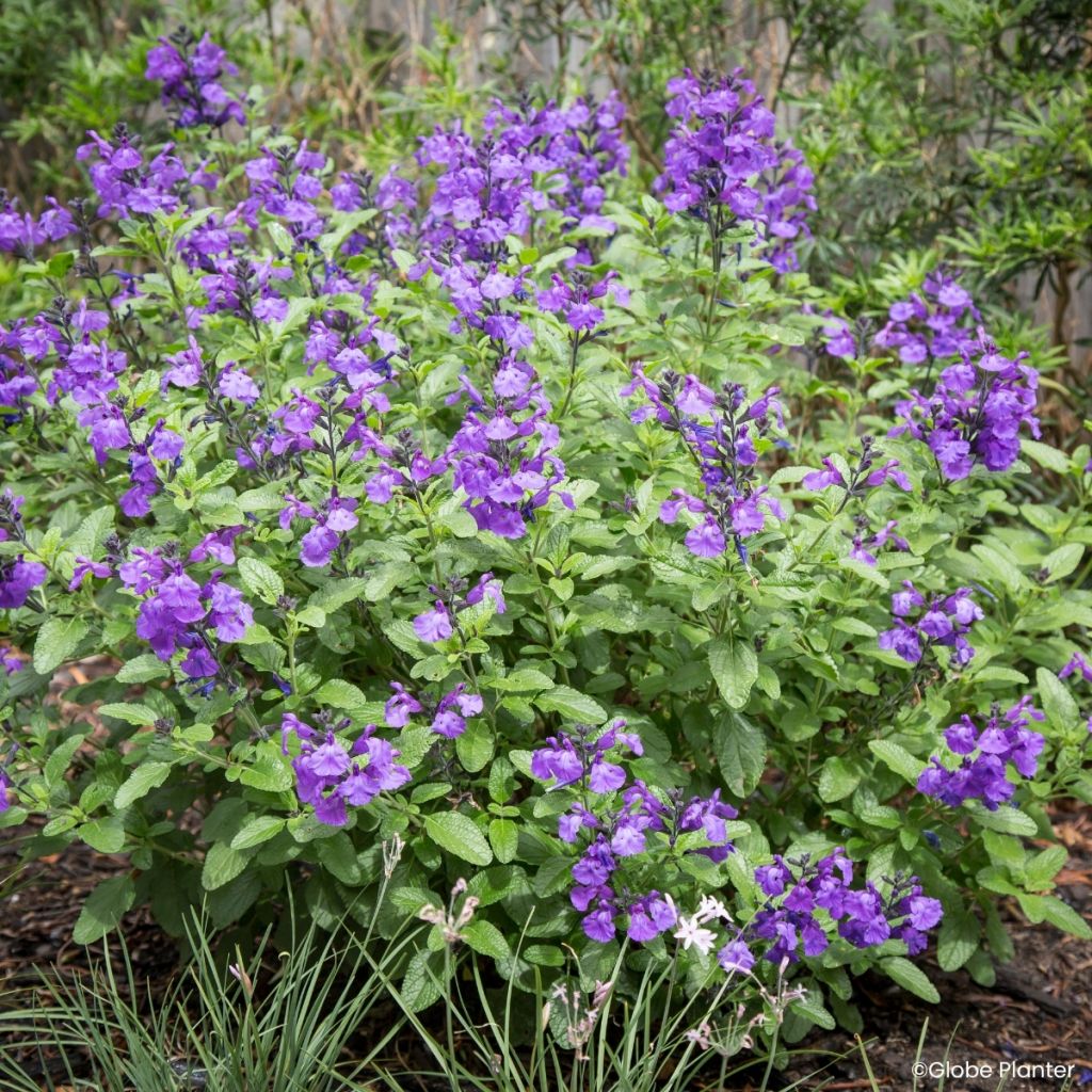 Salvia microphylla So Cool Purple - Struiksalie