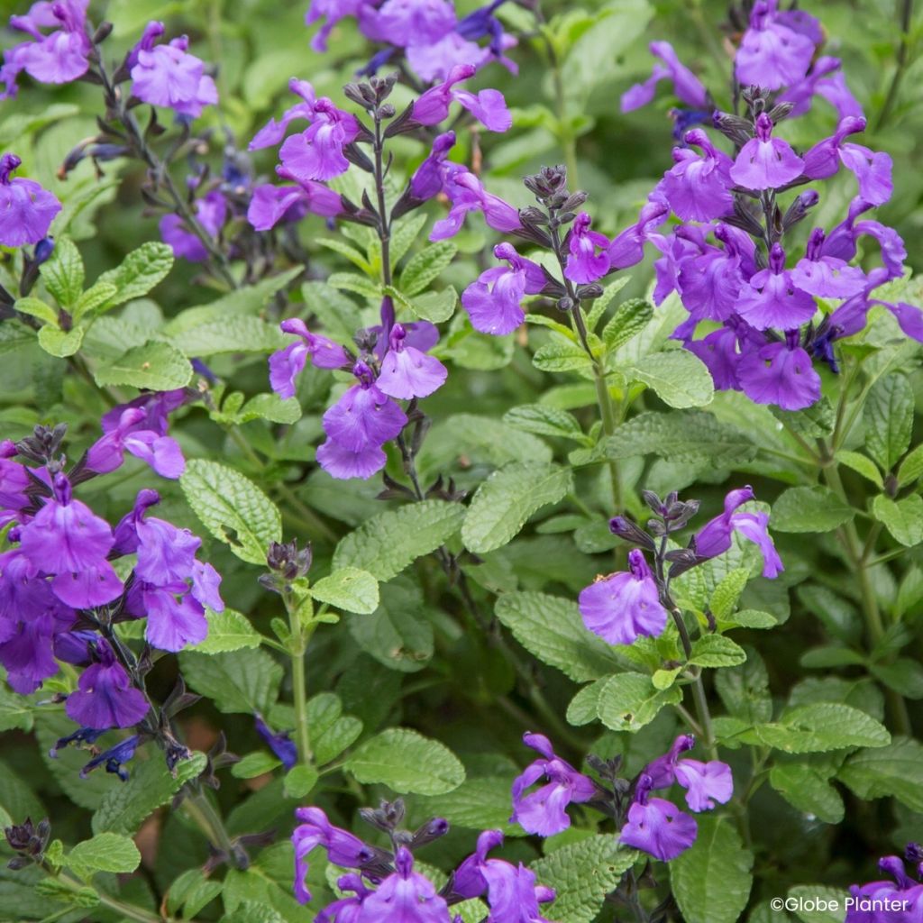 Salvia microphylla So Cool Purple - Struiksalie