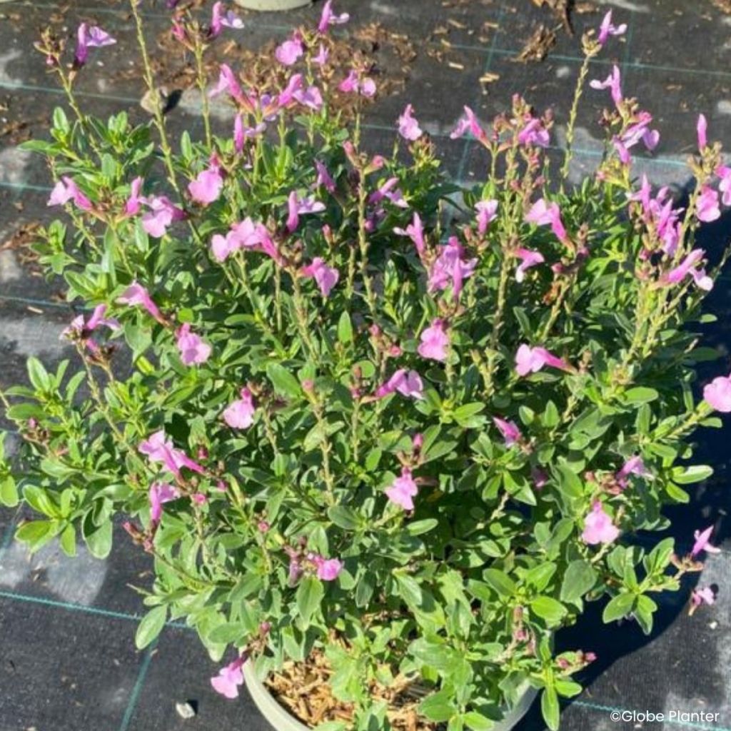 Salvia greggii Mirage Soft Pink - Herfstsalie