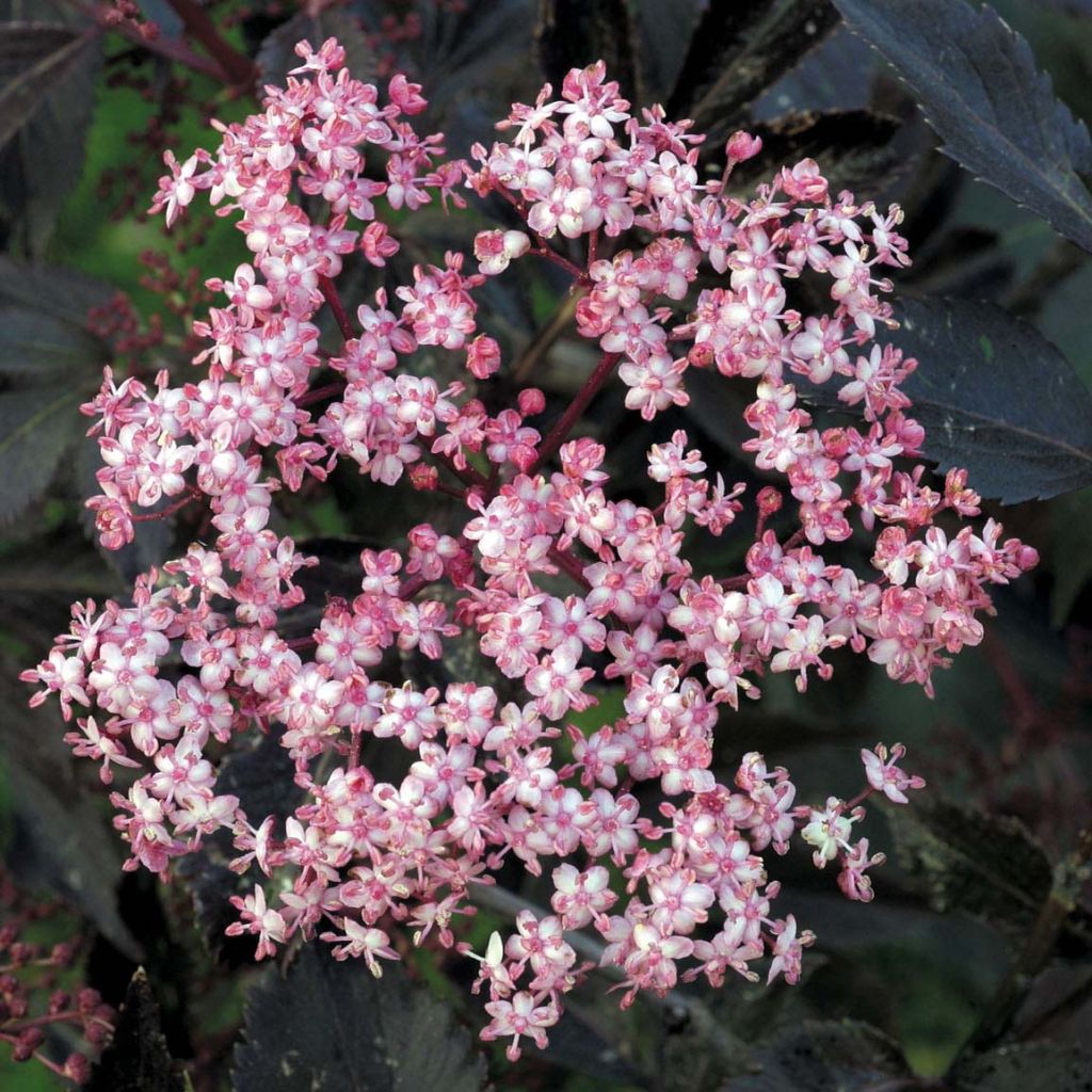 Sambucus nigra Black Beauty - Gewone vlier