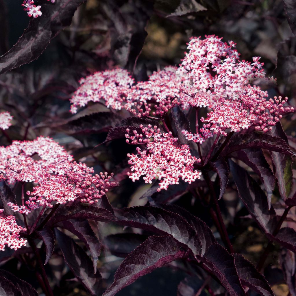 Sambucus nigra Black Beauty - Gewone vlier