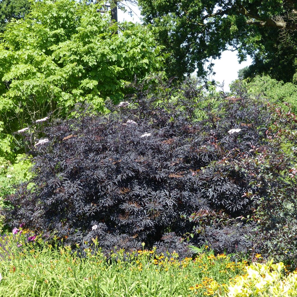 Sambucus nigra Black Lace - Gewone vlier
