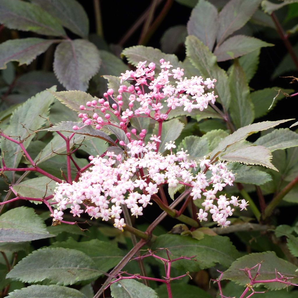 Sambucus nigra Thundercloud - Gewone vlier