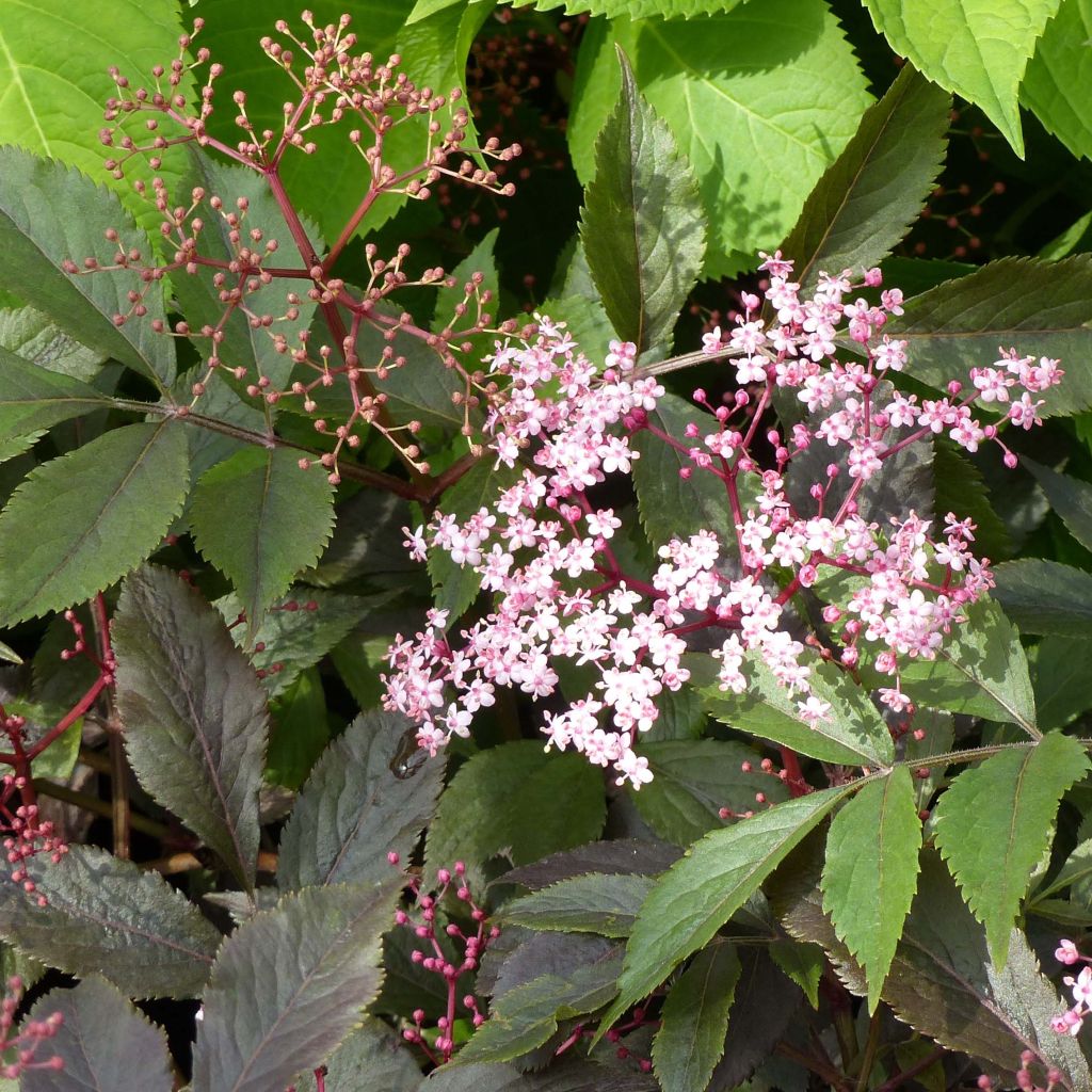 Sambucus nigra Thundercloud - Gewone vlier