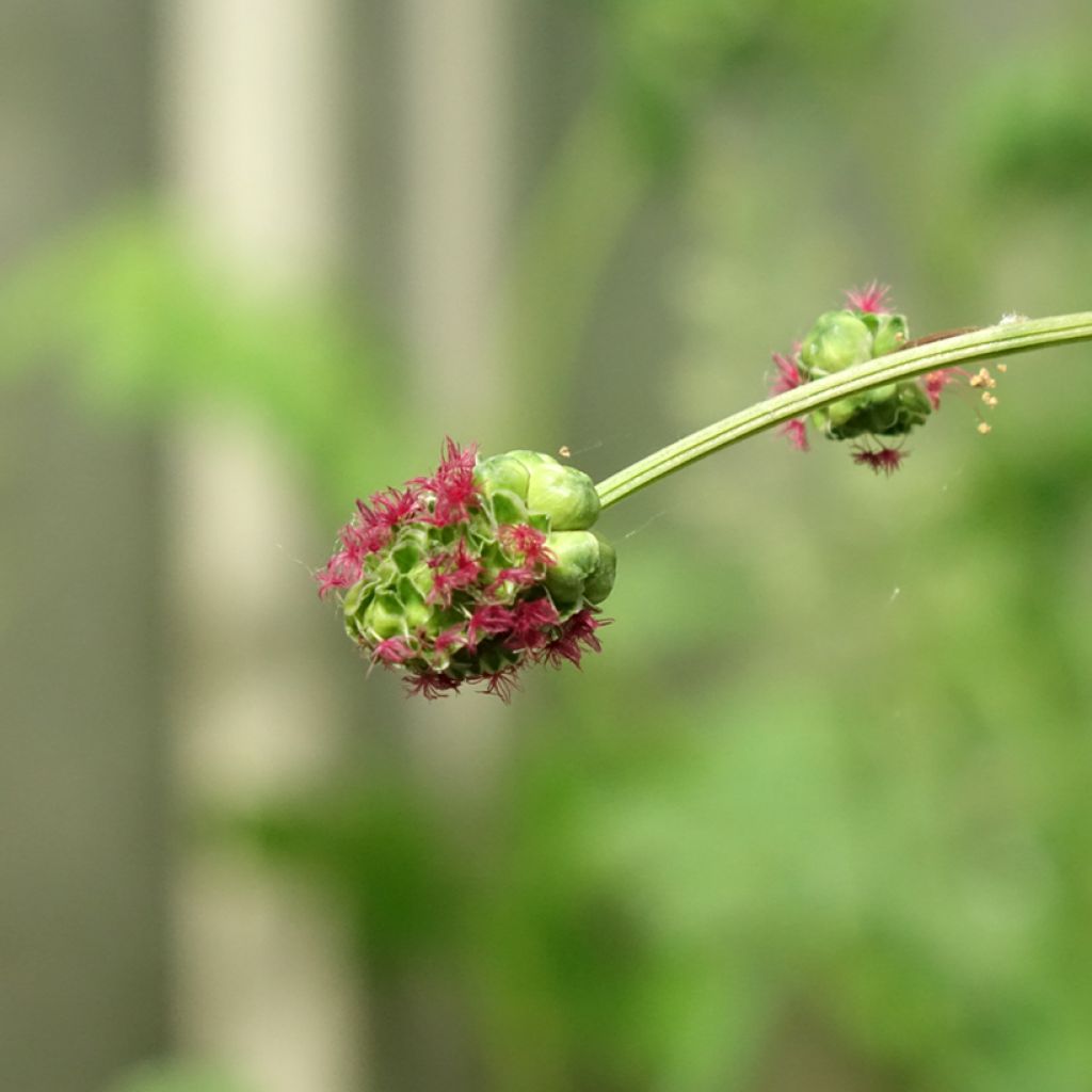 Sanguisorba minor - Kleine pimpernel