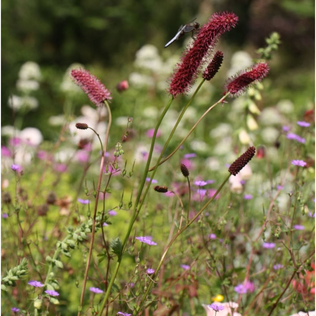 Sanguisorba menziesii - Pimpernel